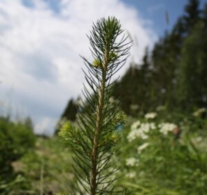 Hiilijalanjälki kompensoidaan metsittämällä hukkamaita