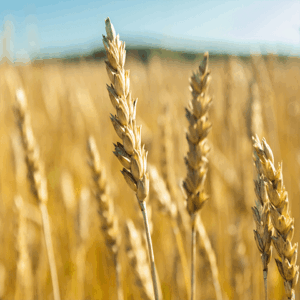 Vastuullisuus Juveneksella - Vastuulliset päämäärät