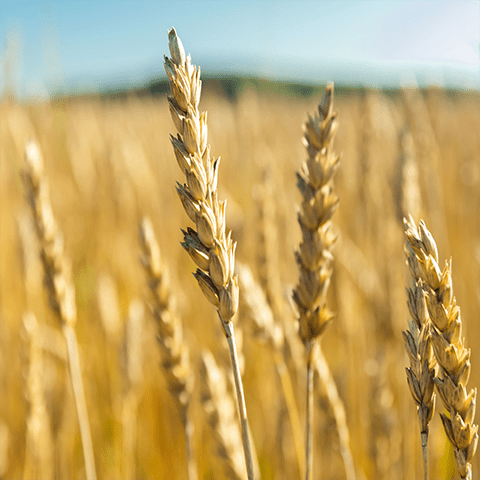 Vastuullisuus Juveneksella - Vastuulliset päämäärät