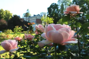 Hatanpään kartano kesäkahvila Tampere